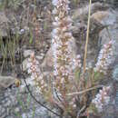 Image of Villadia pringlei Rose