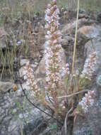 Image of Villadia pringlei Rose