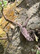 Image of Chiapas Ornate Anole