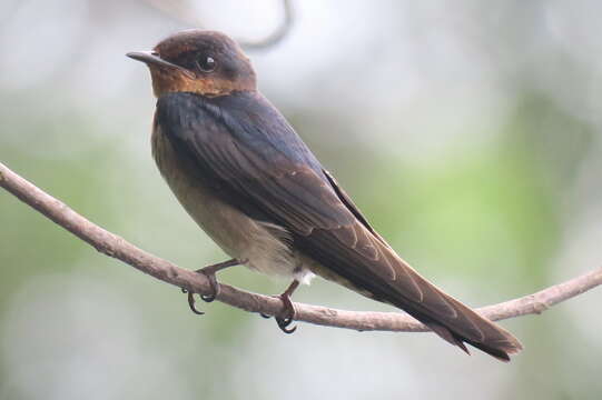 Image of Pacific Swallow