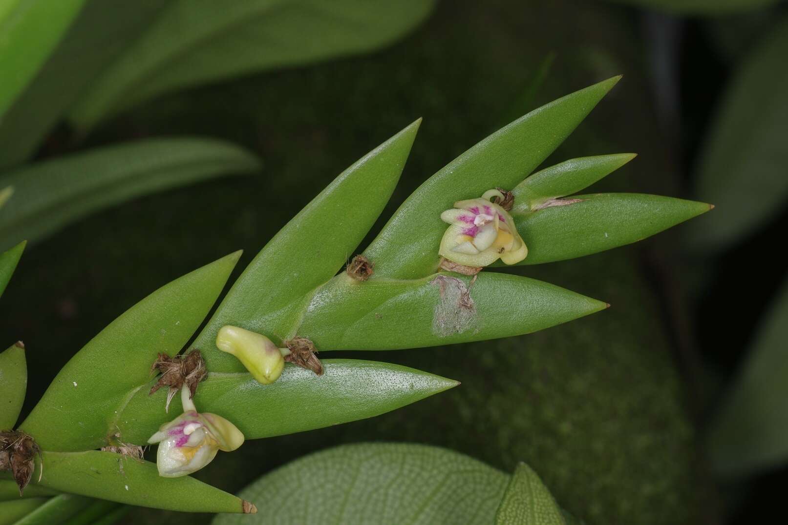 Imagem de Dendrobium grande Hook. fil.