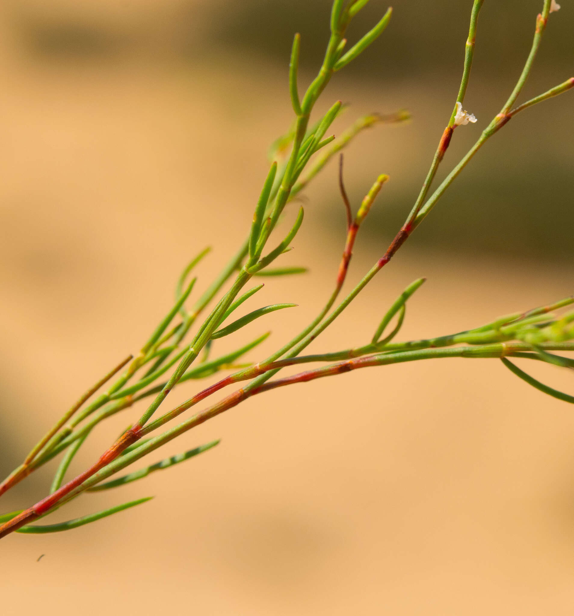 Image of coastal jointweed