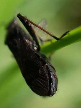 Image of Eastwind Broad-headed Bug