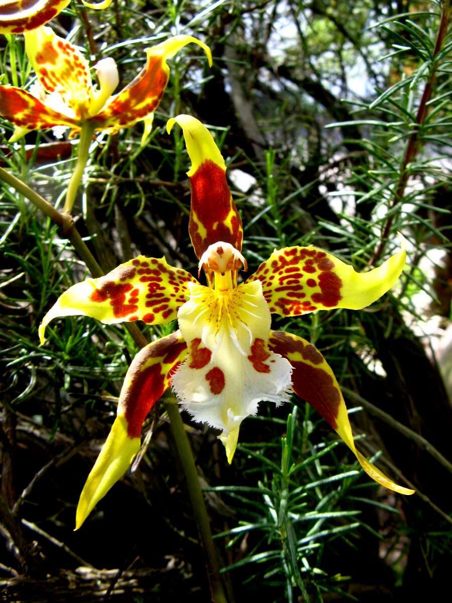 Image of Oncidium hallii (Lindl.) Beer