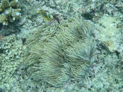 Image of Sebae Anemone