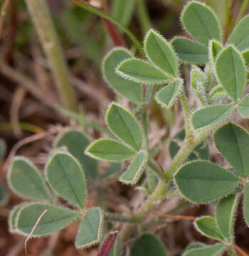 Plancia ëd Indigofera discolor Rydb.