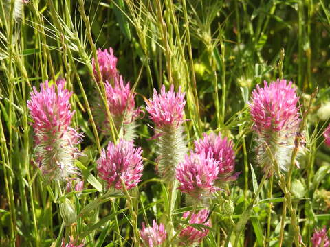 Image of purple clover