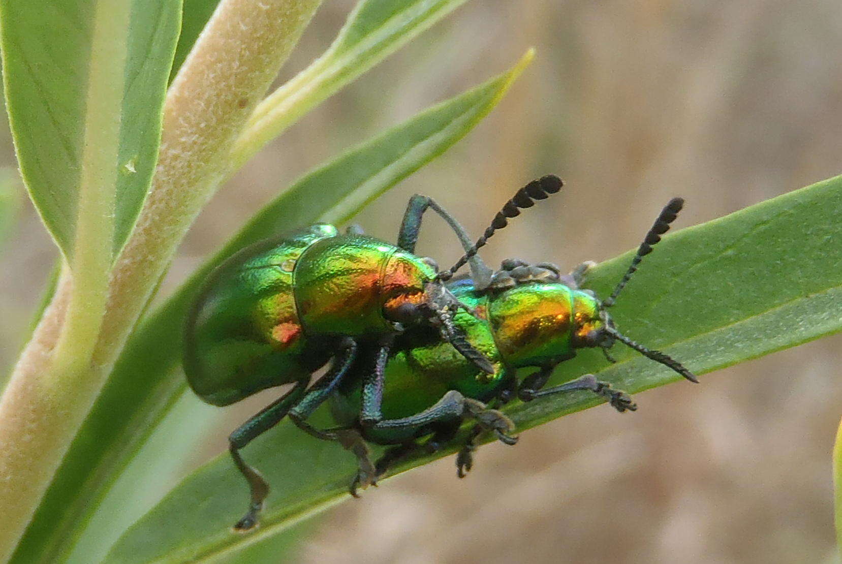 <i>Platycorynus dejeani</i>的圖片