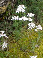 Image of annual candytuft