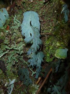 Imagem de Hymenophyllum pallidum (Bl.) Ebihara & K. Iwats.