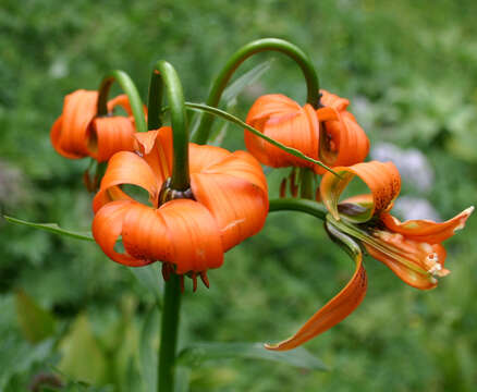 Image of Lilium carniolicum Bernh. ex W. D. J. Koch