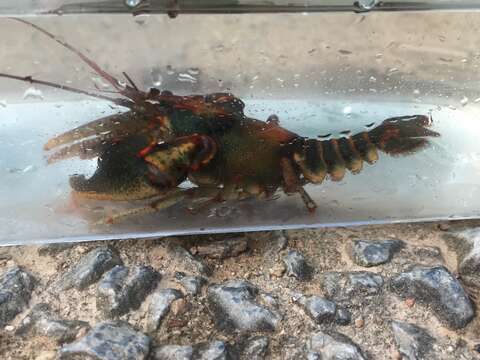 Image of Chattooga River Crayfish