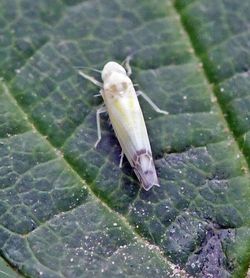 Image of Leafhopper