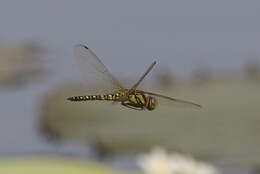 Image of Hydrobasileus brevistylus (Brauer 1865)