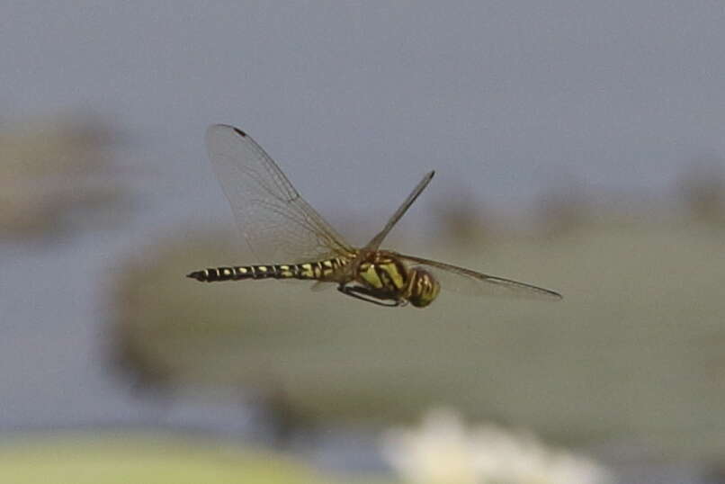 Image of Hydrobasileus brevistylus (Brauer 1865)