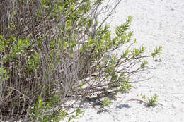 Image of seacoast marsh elder