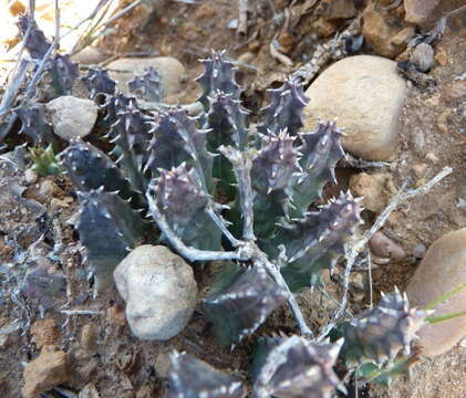 Image of Huernia barbata subsp. barbata