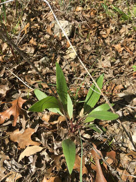 Imagem de Echinacea angustifolia DC.