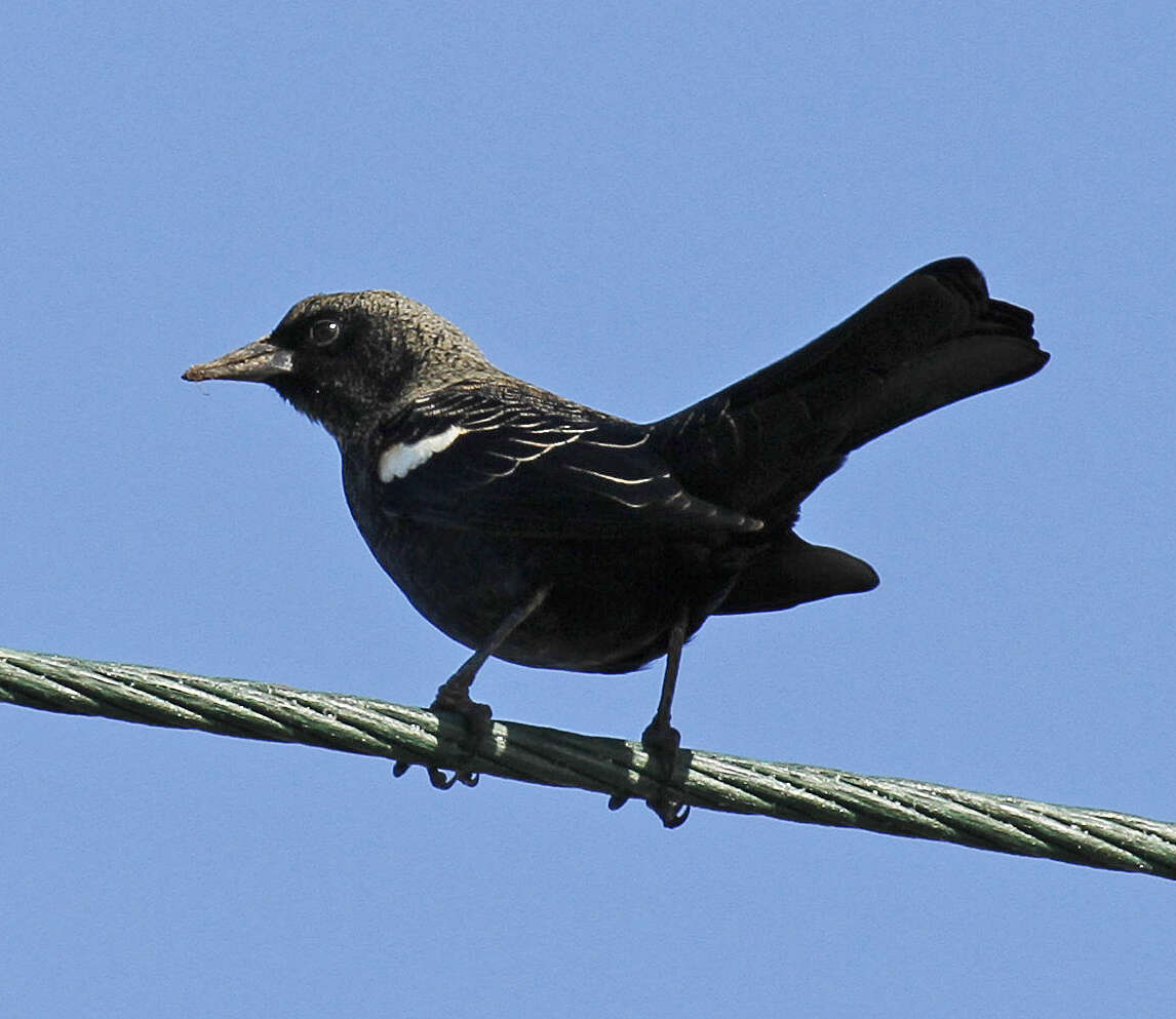 Image of Tricolored Blackbird