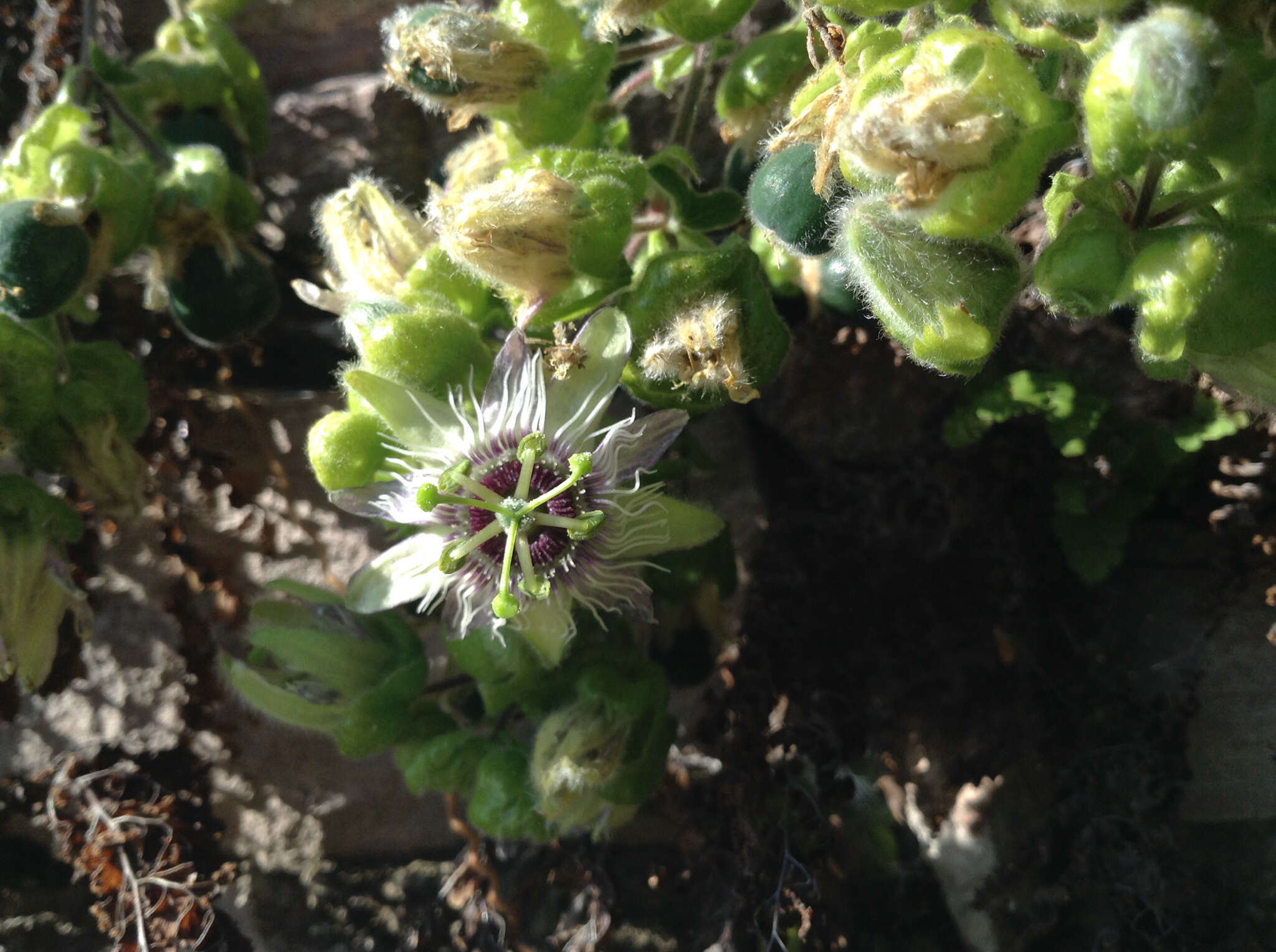 Image of Passiflora porphyretica Mast. ex J. D. Smith