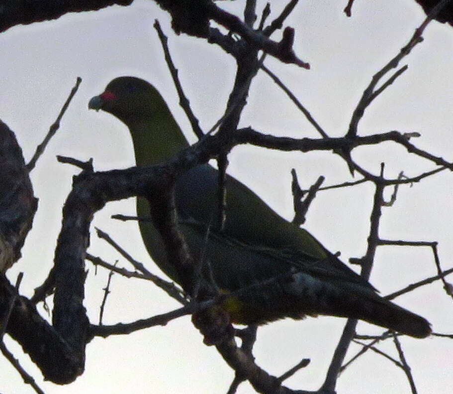 Image of African Green Pigeon