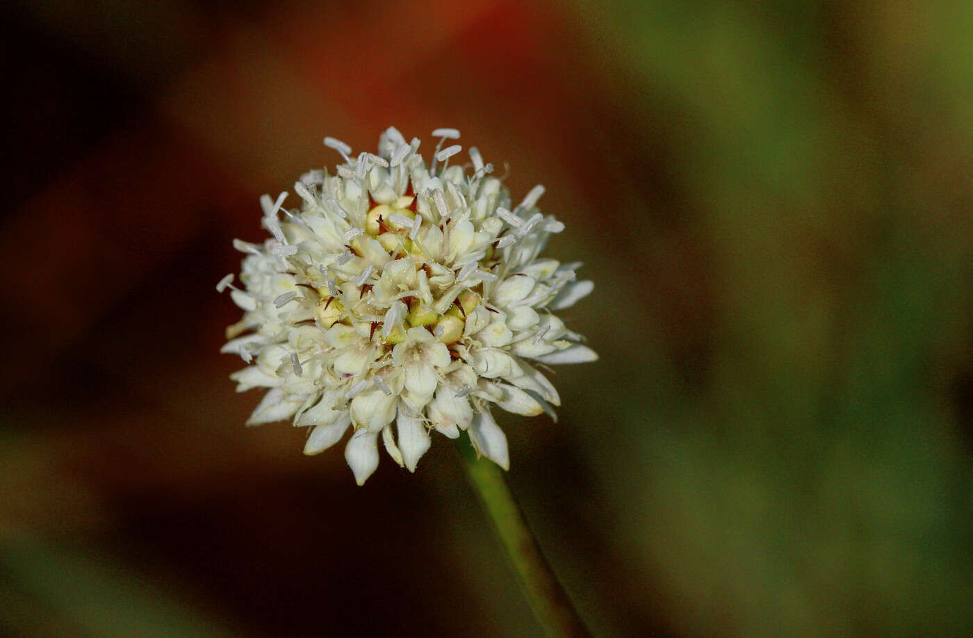 Image of Mock scabious