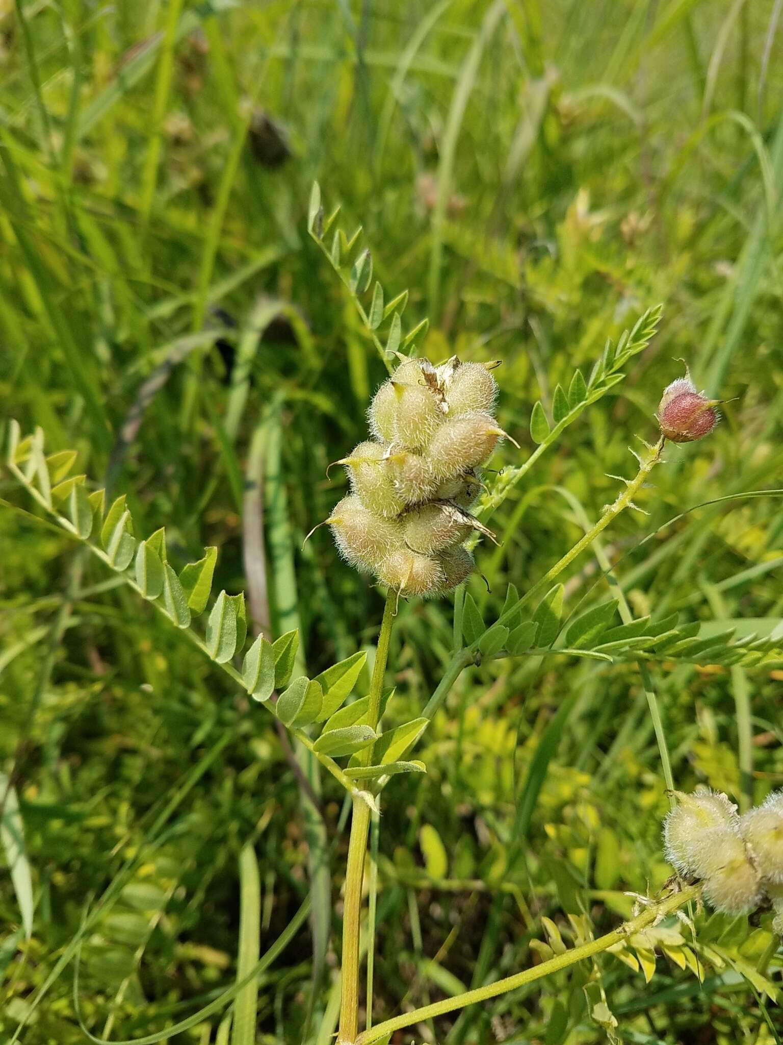 Image of chickpea milkvetch