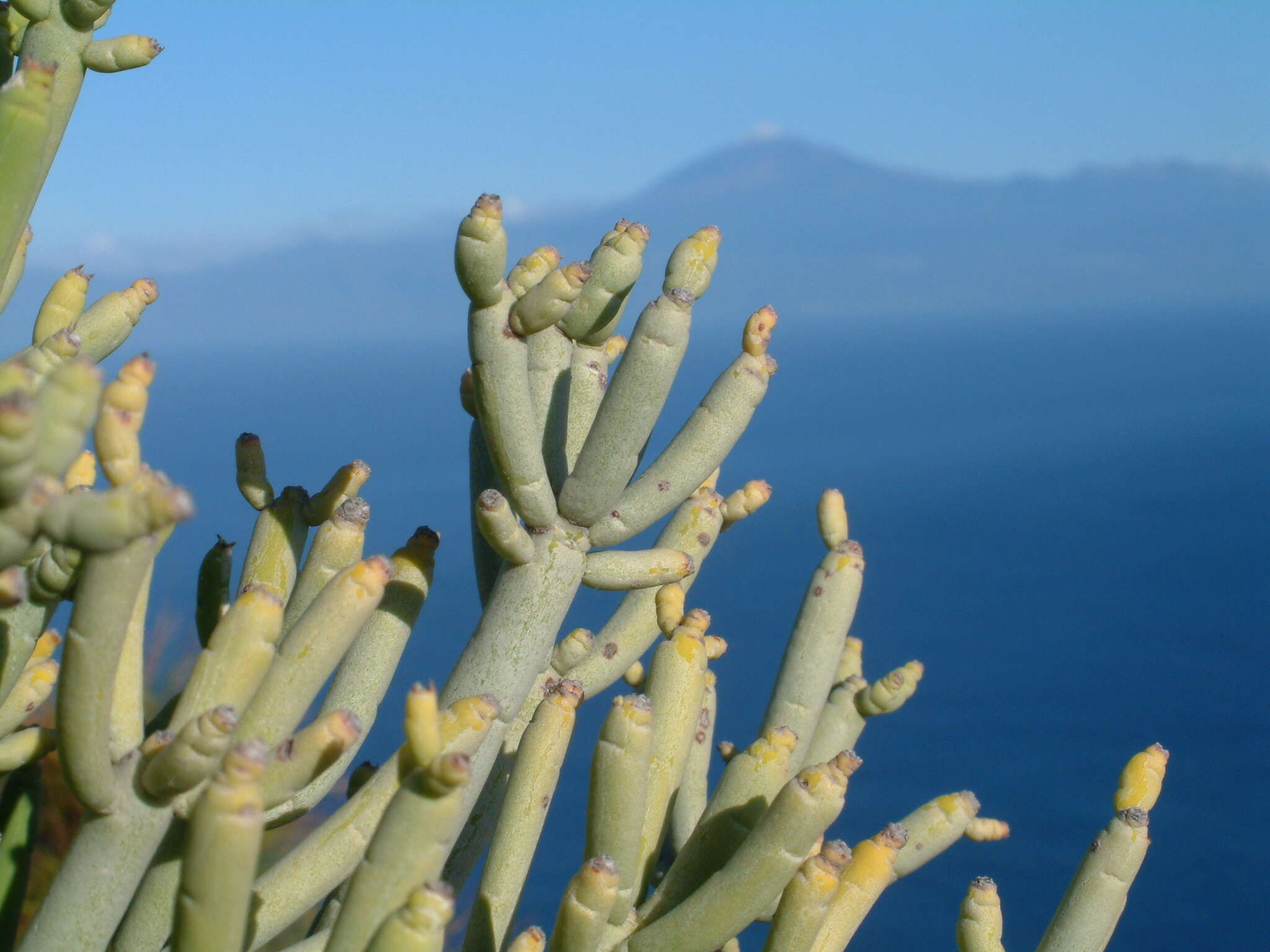 Слика од Euphorbia aphylla Brouss. ex Willd.