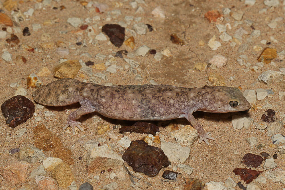 Image of Diplodactylus ameyi Couper & Oliver 2016