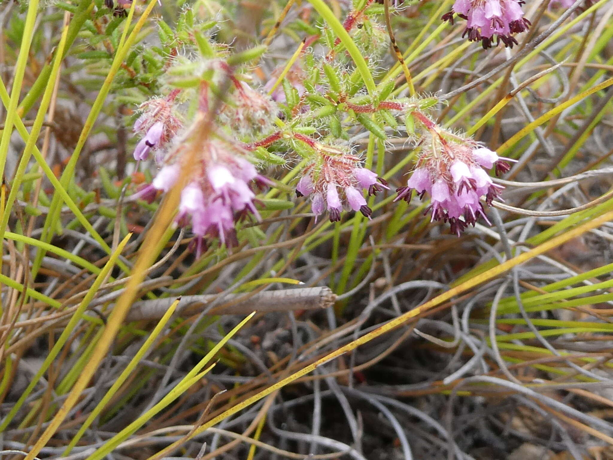 Image of Erica barbigeroides E. G. H. Oliver