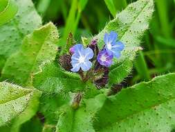 Lycopsis arvensis subsp. orientalis (L.) Kuzn. resmi