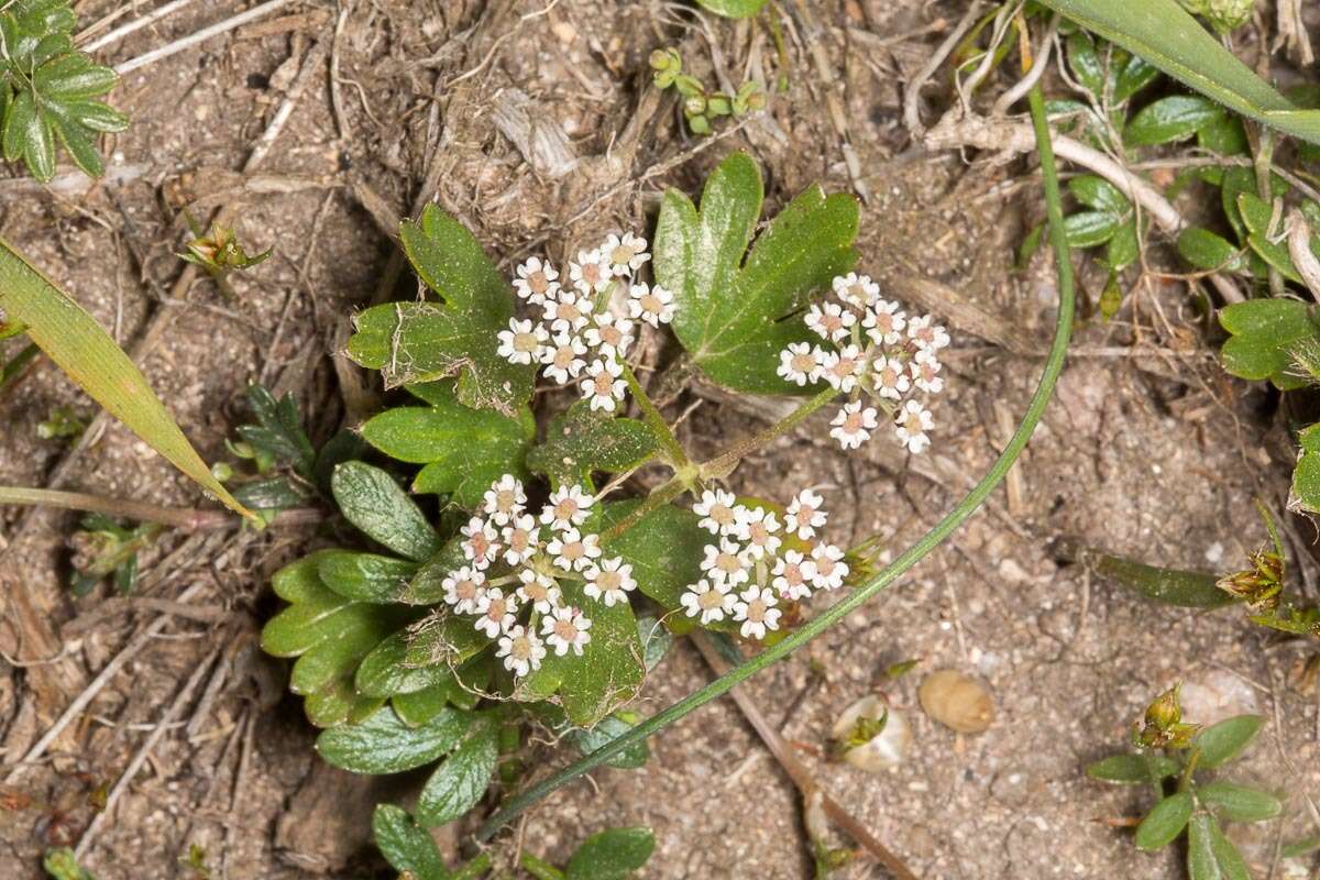 Imagem de Bunium alpinum subsp. corydalinum (DC.) Nyman