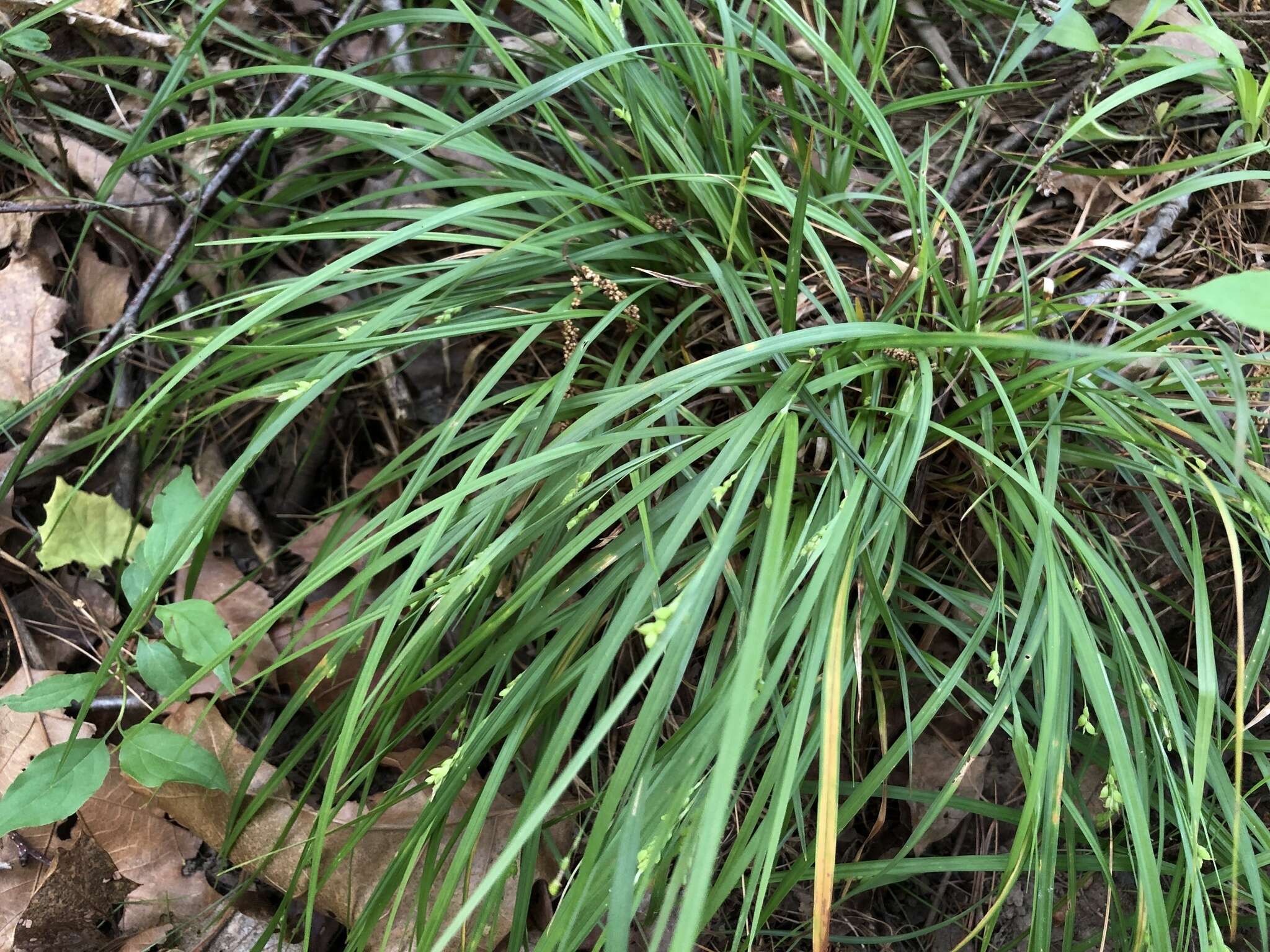 Image of slender woodland sedge