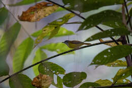 Image of Yellow-bellied Warbler