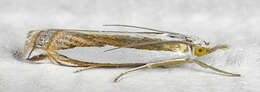 Image of Crambus harrisi Klots 1967