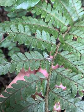 Image of Microlepia trichocarpa Hayata