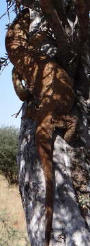 Image of White-throated Monitor