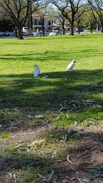 Image of Long-billed Corella