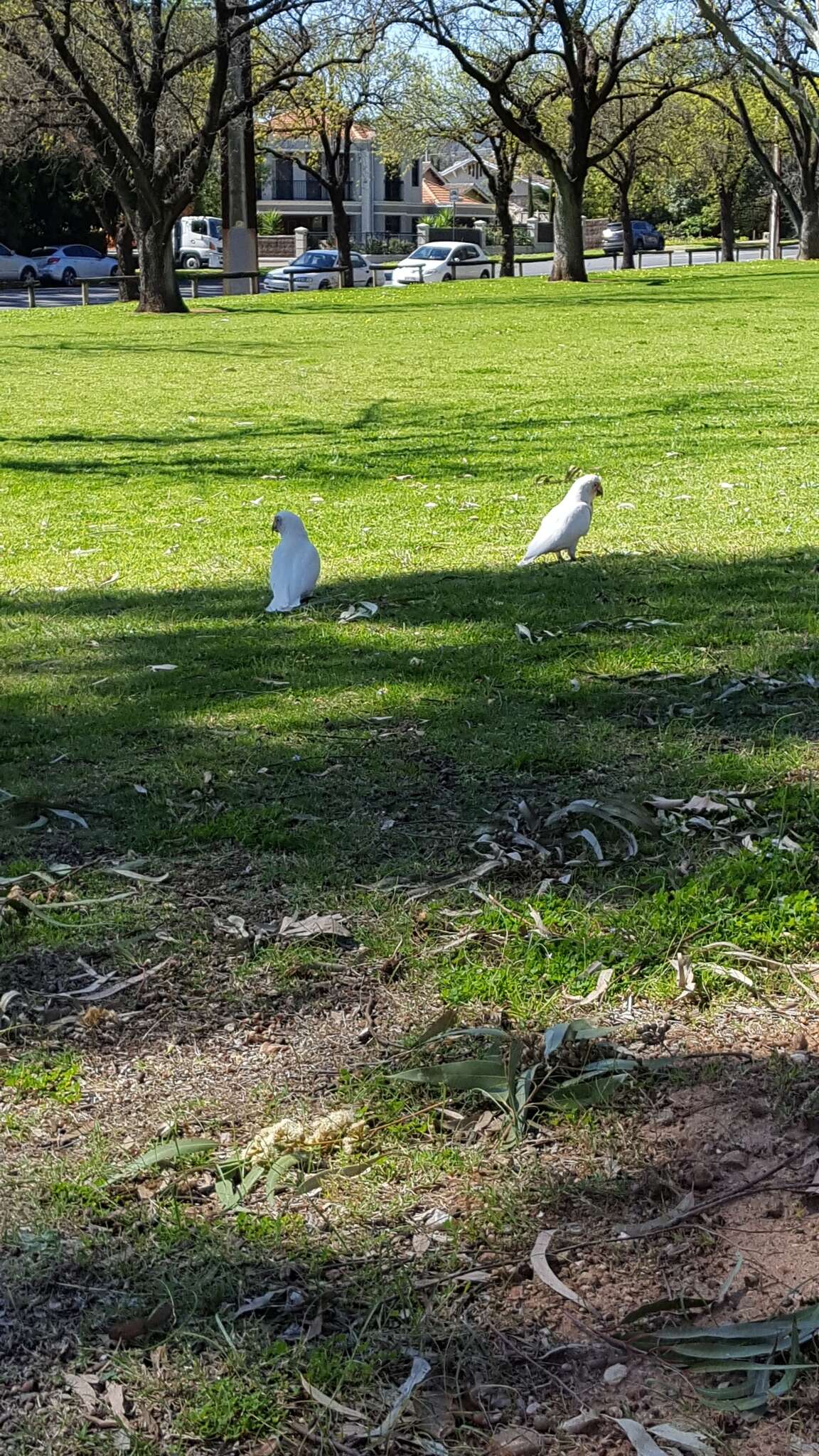 Cacatua tenuirostris (Kuhl 1820) resmi