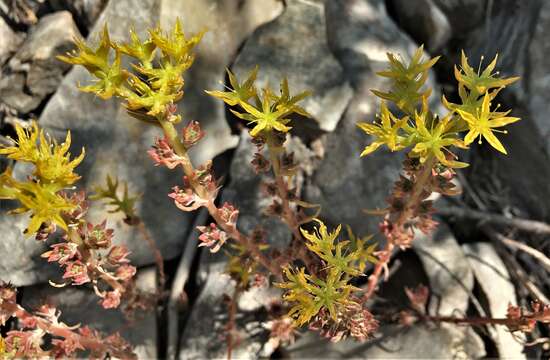 Image of wormleaf stonecrop