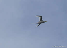 Image of White-tailed Tropicbird