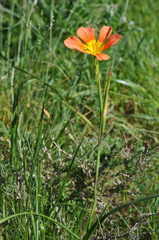 Image of Moraea comptonii (L. Bolus) Goldblatt