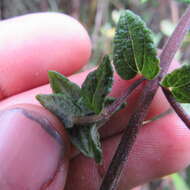 Image of Chromolaena bullata (Klatt) R. King & H. Rob.