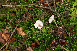 Image of Marasmiellus praeacutus (Ellis) Halling 1987