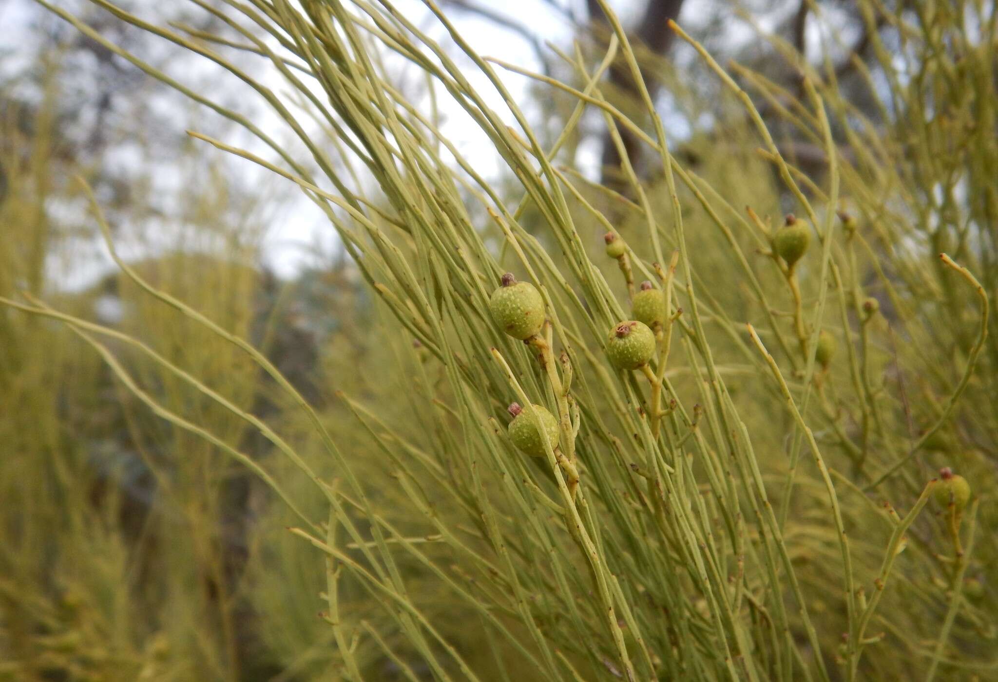 Image of Choretrum glomeratum R. Br.