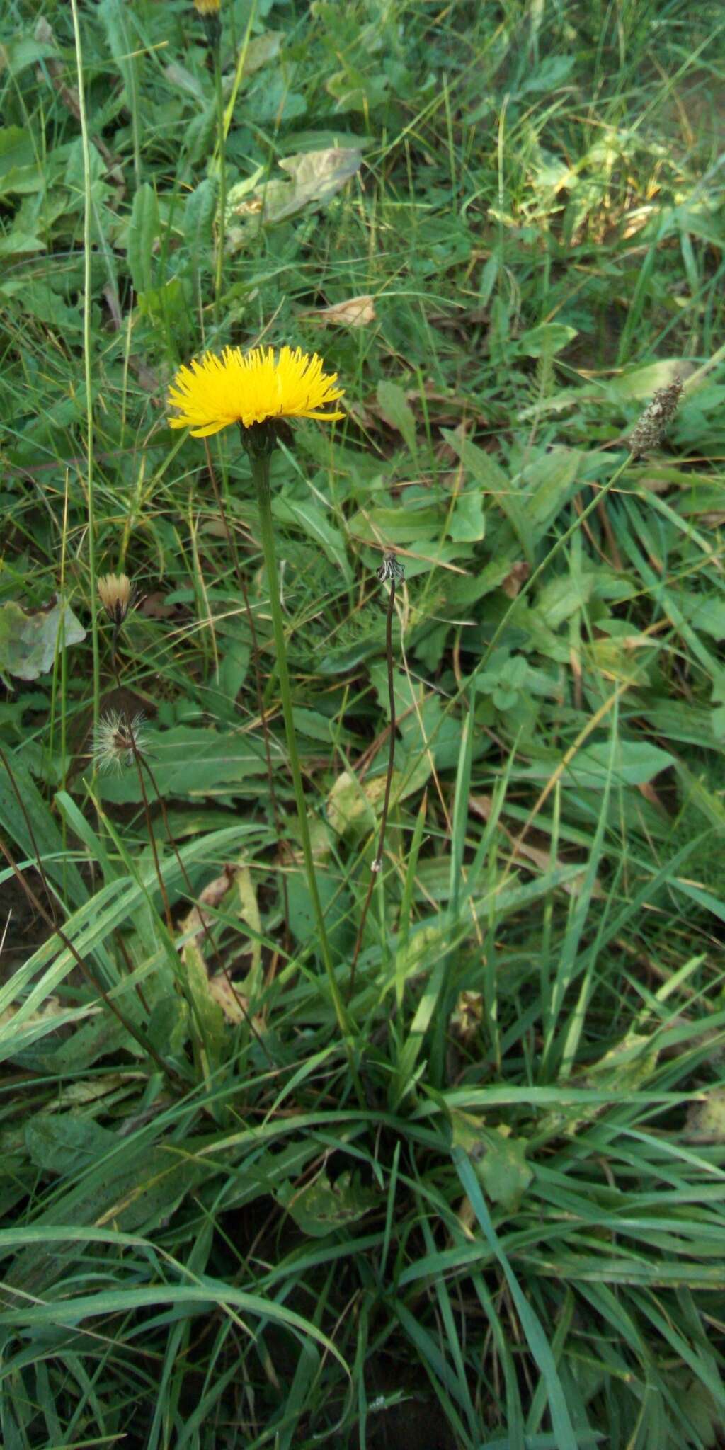 Image of bristly hawkbit