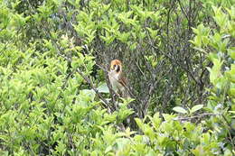 Image of Spot-breasted Parrotbill