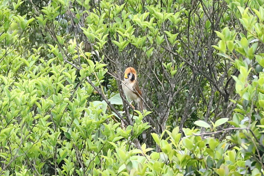 Image of Spot-breasted Parrotbill