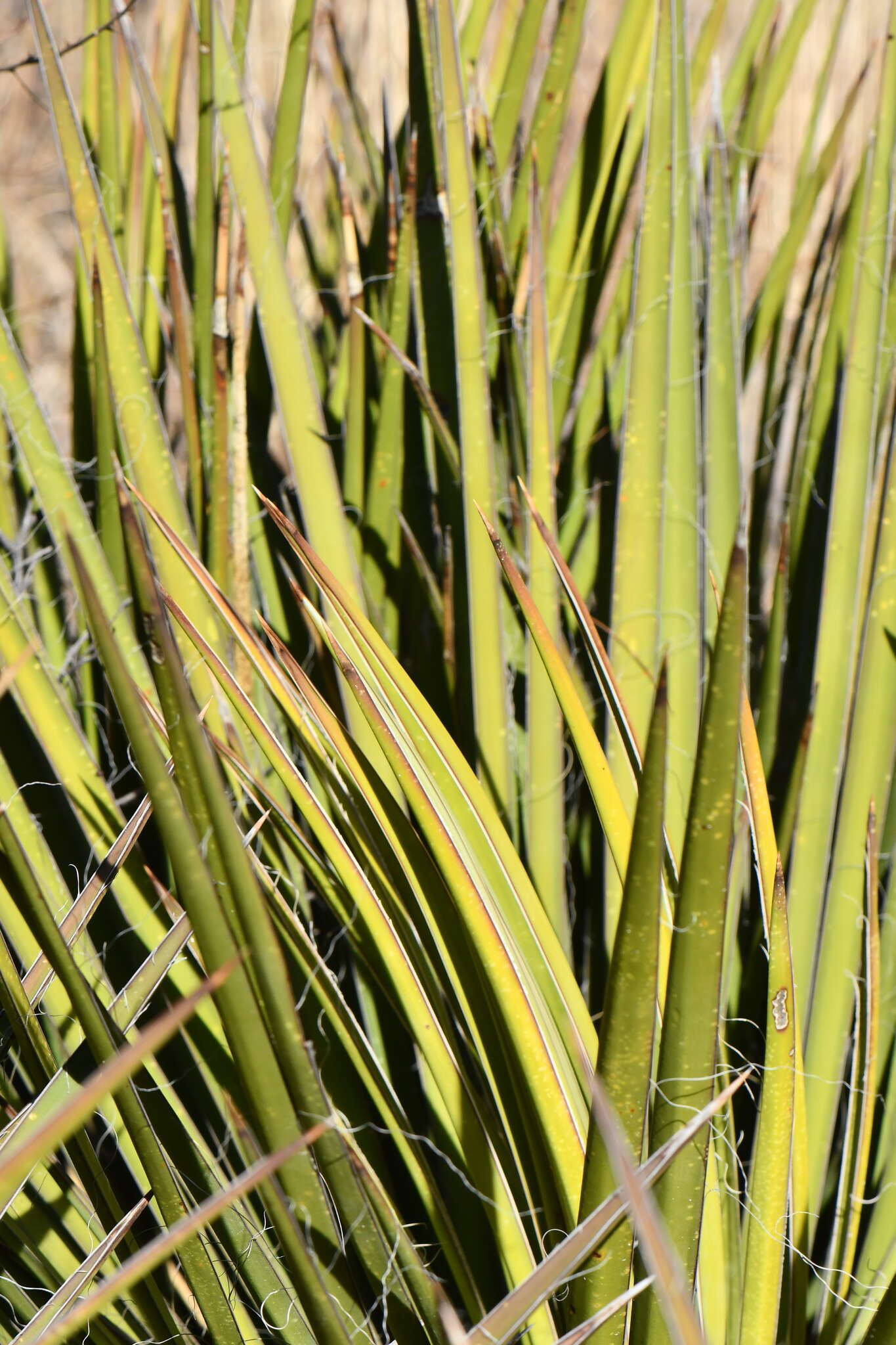 Image of Yucca baccata var. brevifolia L. D. Benson & Darrow