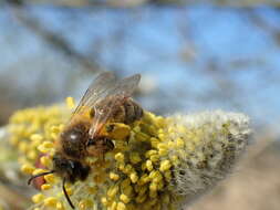 Imagem de Andrena apicata Smith 1847